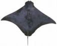 Rhinoptera neglecta, Australian cownose ray: