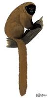 Image of: Callicebus personatus (masked titi)