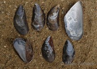 Mytilus edulis - blue mussel