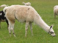 Image of: Lama glama (llama)