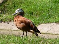 Tadorna cana - South African Shelduck