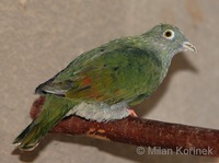 Ptilinopus melanospilus - Black-naped Fruit-Dove