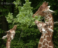 Giraffa camelopardalis reticulata - Reticulated Giraffe