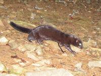 Mustela vison - American Mink