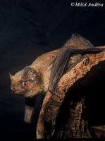 Nyctalus leisleri - Leisler's Bat