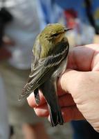 Image of: Dendroica striata (blackpoll warbler)