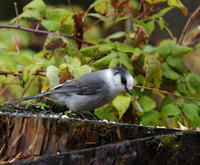 Image of: Perisoreus canadensis (grey jay)