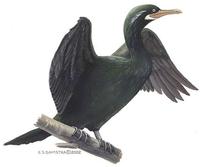 Image of: Phalacrocorax punctatus oliveri