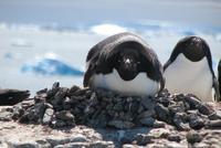 Image of: Pygoscelis adeliae (Adelie penguin)