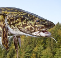 Lota lota - American Burbot