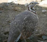 Image of: Tetraogallus himalayensis (Himalayan snowcock)