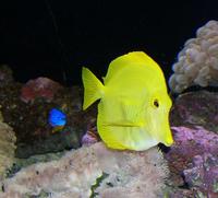 Image of: Zebrasoma flavescens (yellow tang)