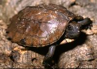Image of: Pyxidea mouhotii (keeled box turtle)