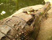 Tomistoma schlegelii - False Gavial