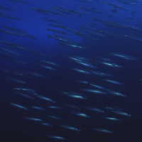 Sphyraena sp. [Sphyraenidae]