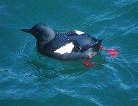 Pigeon Guillemot - Cepphus columba