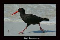 Sooty Oystercatcher