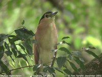 Rufous Night-Heron - Nycticorax caledonicus