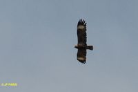 Black-breasted Kite - Hamirostra melanosternon