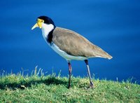 Masked Lapwing - Vanellus miles