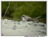 Double-banded Plover - Charadrius bicinctus