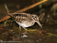 Jack Snipe - Lymnocryptes minimus