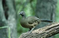 Plain Chachalaca (Ortalis vetula) photo