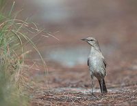 Bahama Mockingbird (Mimus gundlachii) photo