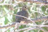 Mourning Dove - Zenaida macroura