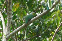 Black-naped Fruit-Dove - Ptilinopus melanospila