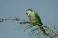 Monk Parakeet - Myiopsitta monachus