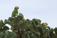 Yellow-faced Parrot - Amazona xanthops