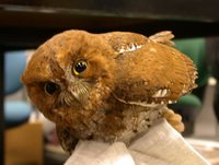 Oriental Scops-Owl - Otus sunia