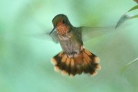 Frilled Coquette - Lophornis magnificus