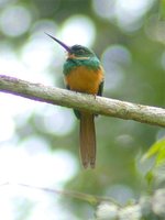 Rufous-tailed Jacamar - Galbula ruficauda