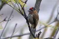 Ochre-collared Piculet - Picumnus temminckii