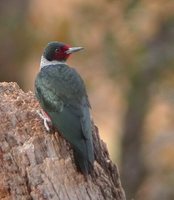 Lewis' Woodpecker - Melanerpes lewis