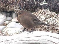 Blackish Cinclodes - Cinclodes antarcticus