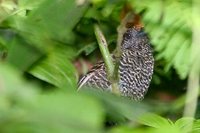 Tufted Antshrike - Mackenziaena severa