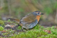 Chucao Tapaculo - Scelorchilus rubecula