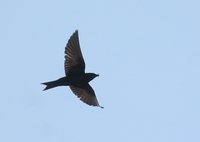 Purple Martin - Progne subis