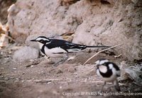 African Pied Wagtail - Motacilla aguimp