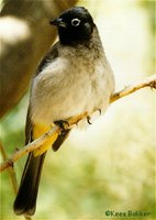 White-spectacled Bulbul - Pycnonotus xanthopygos