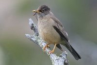 Austral Thrush - Turdus falcklandii