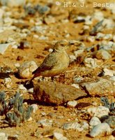 Desert Chat - Ashbyia lovensis