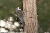 White-throated Treecreeper - Cormobates leucophaeus