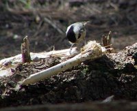 Mexican Chickadee - Poecile sclateri