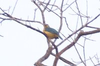 Blue-backed Tanager - Cyanicterus cyanicterus