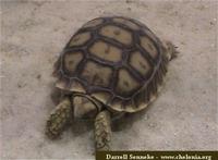 African Spurred Tortoise, Geochelone sulcata