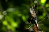 Scale-throated  hermit   -   Phaethornis  eurynome   -   Eremita  golasquamata